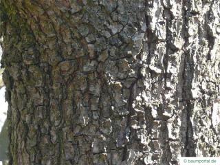 hungarian oak (Quercus fainetto) trunk / bark