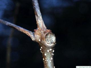 indian bean tree (Catalpa bignonioides) leaf scar