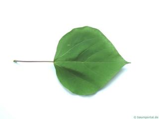 indian bean tree (Catalpa bignonioides) leaf