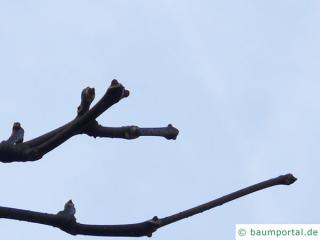 japanese cork tree (Phellodendron japonicum) buds in winter