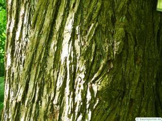 katsura (Cercidiphyllum japonicum) trunk / bark