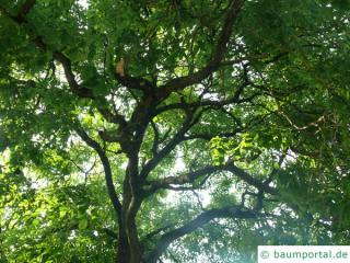 yellowwood (Cladrastis kentukea) tree crown in summer