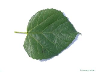 large leaved lime (Tilia platyphyllos) leaf