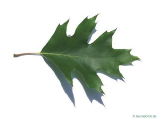 northern red oak (Quercus rubra) leaf