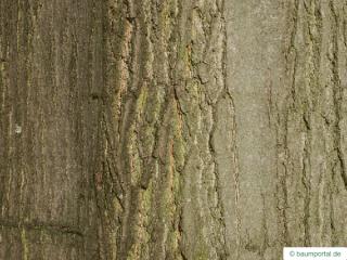 northern red oak (Quercus rubra) trunk / bark