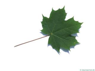 norway maple (Acer platanoides) leaf