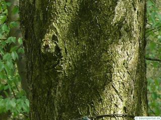 ohio buckeye (Aesculus glabra) trunk /bark