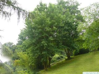 osage orange (Maclura pomifera) tree