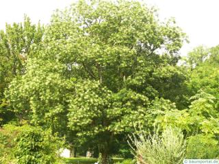 pagoda tree (Styphnolobium japonicum) tree