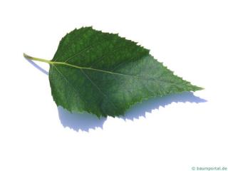 paper birch (Betula papyrifera) leaf