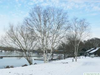 paper birch (Betula papyrifera) tree in winter