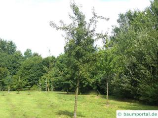 pear (Pyrus communis) pear tree in summer