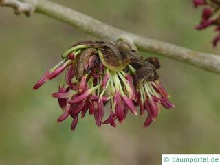 persian ironwood (Parrotia persica) blossom