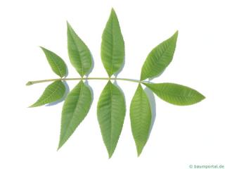 pignut (Carya glabra) leaf