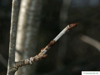 quaking aspen (Populus tremula) twig