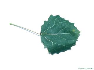quaking aspen (Populus tremula) leaf