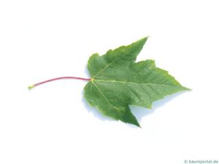 red maple (Acer rubrum) leaf