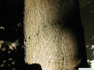 ruby horsechestnut (Aesculus carnea) trunk / bark