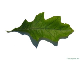 shumard oak (Quercus shumardii) leaf