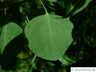 silver dollar gum (Eucalyptus polyanthemos) leaf