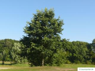 spaehts alder (Alnus spaethii) tree in summer