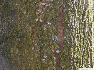 sugar maple (Acer saccharum) trunk / bark