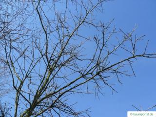 swamp white oak (Quercus bicolor) crown in winter
