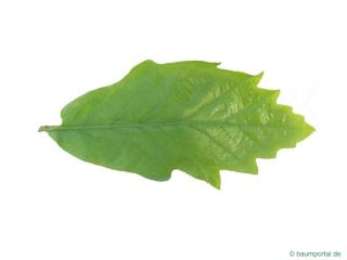 swamp white oak (Quercus bicolor) leaf