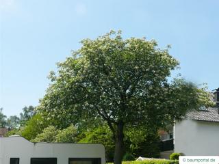 swedish whitebeam (Sorbus intermedia) tree in summer