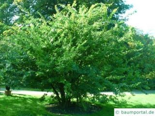 thorn-elm (Hemiptelea davidii) tree in summer