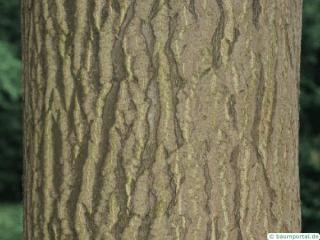 tree of heaven (Ailanthus altissima) trunk