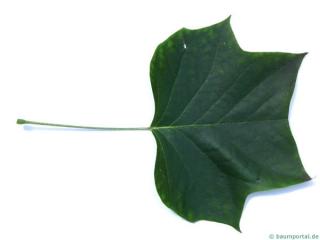 tulip tree (Liriodendron tulipifera) leaf