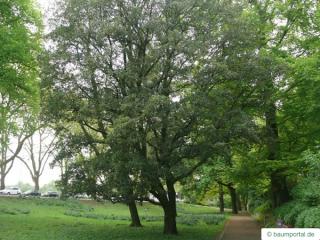 turners oak (Quercus turneri 'Pseudoturneri') tree