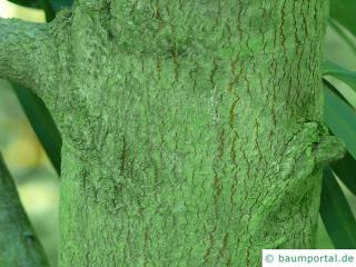 water wattle (Acacia retinodes) trunk / bark