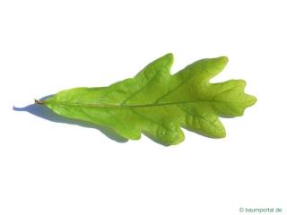 white oak (Quercus alba) leaf