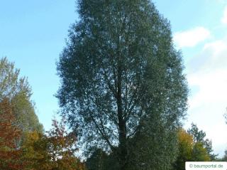 white willow (Salix alba) tree
