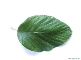 whitebeam (Sorbus aria) leaf