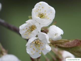 wild cherry (Prunus avium) flower