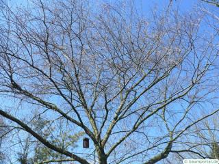 yellow birch (Betula alleghaniensis) crown in winter