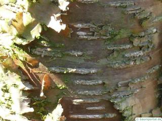 yellow birch (Betula alleghaniensis) trunk / bark