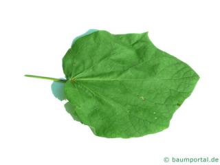 yellow catalpa (Catalps ovata) leaf