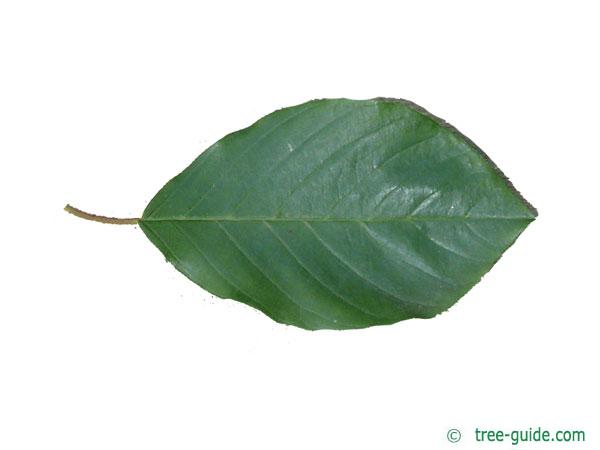 alder buckthorn (Rhamnus frangula) leaf