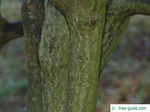 alder buckthorn (Rhamnus frangula) trunk / bark