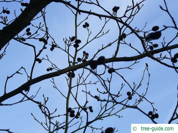Alnus firma tree crown in winter