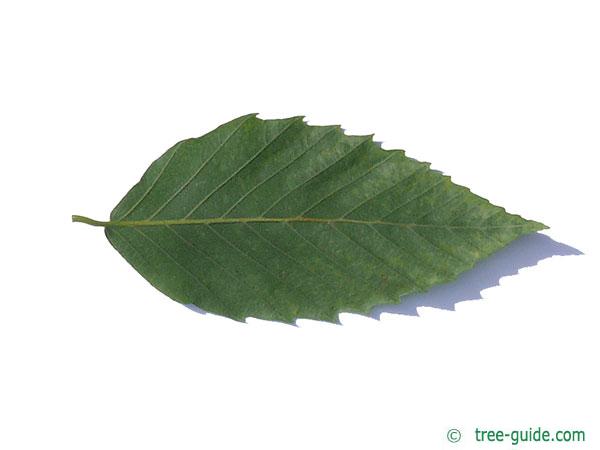 american beech (Fagus grandiflora) leaf underside