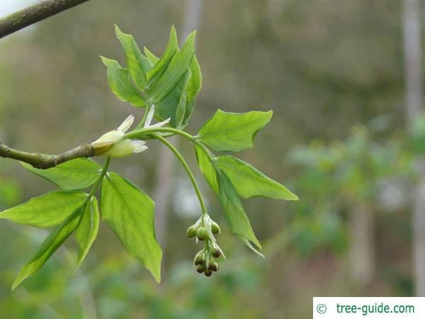 american bladdernut (Staphylea trifolia) budding