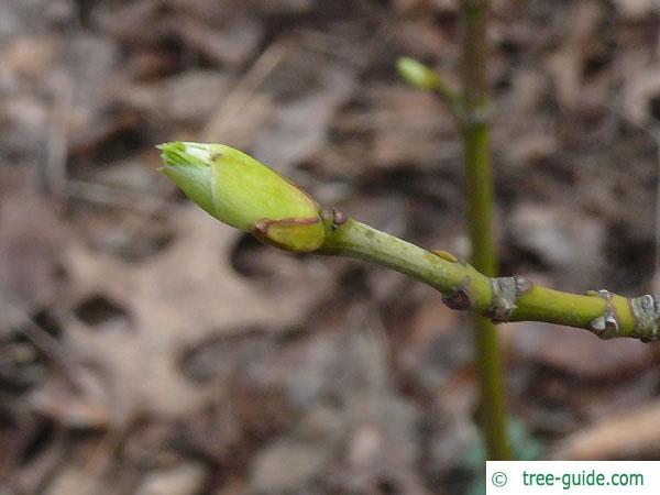american bladdernut (Staphylea trifolia) bud in april