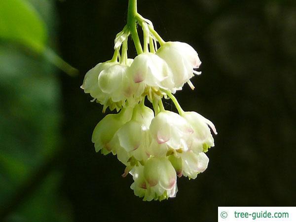 american bladdernut (Staphylea trifolia) flower