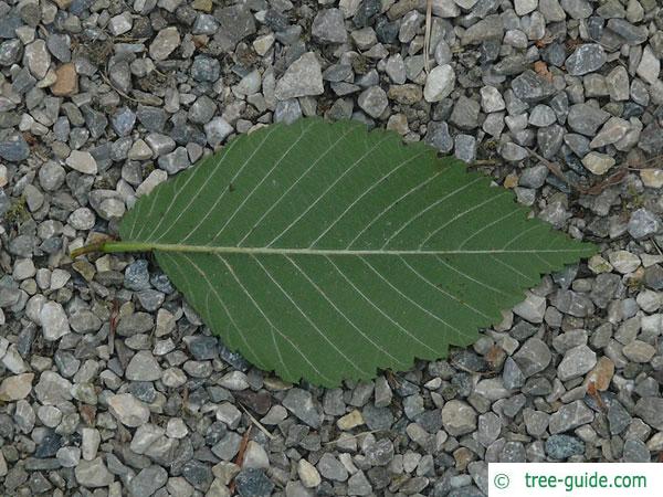 american elm (Ulmus americana) leaf underside
