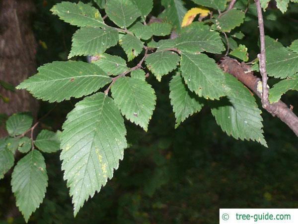 american elm (Ulmus americana) leaves